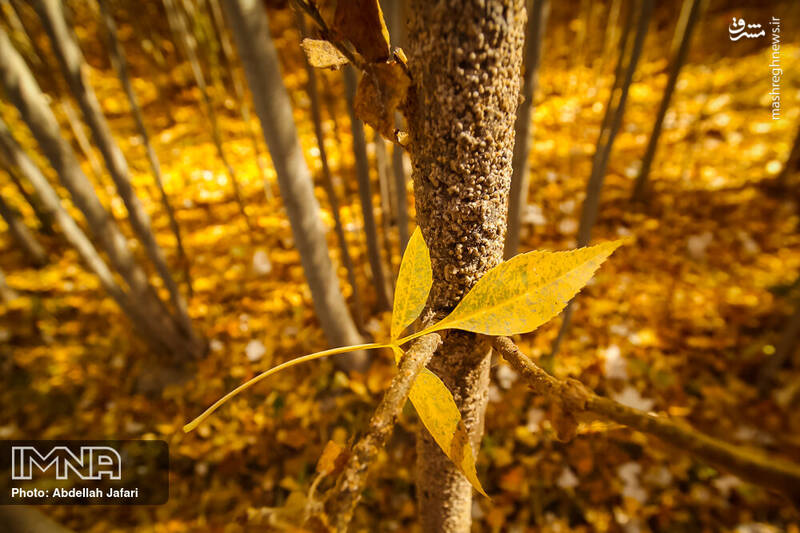 عکس/ طبیعت طلایی رنگ مبارکه