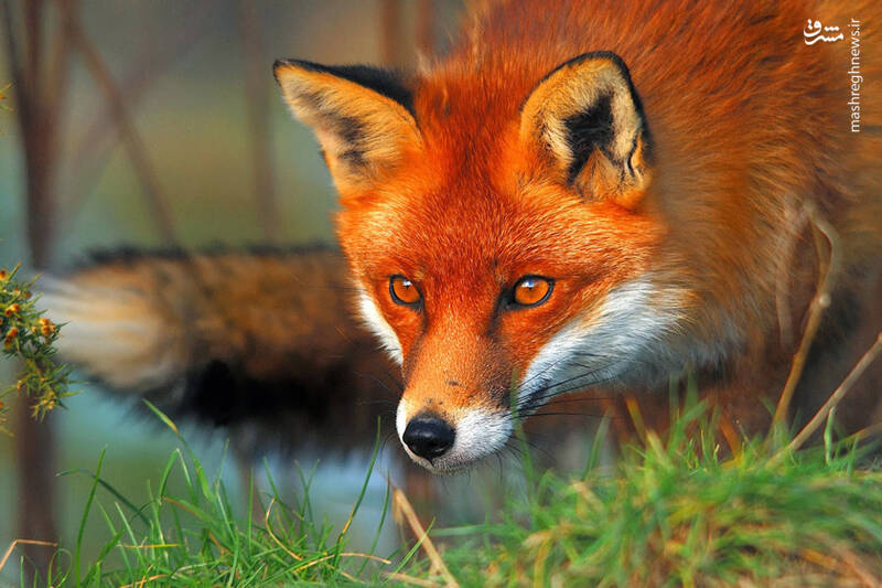 روباه معمولی در چند قدمی محیط‌بان منطقه پلنگ دره قم +فیلم