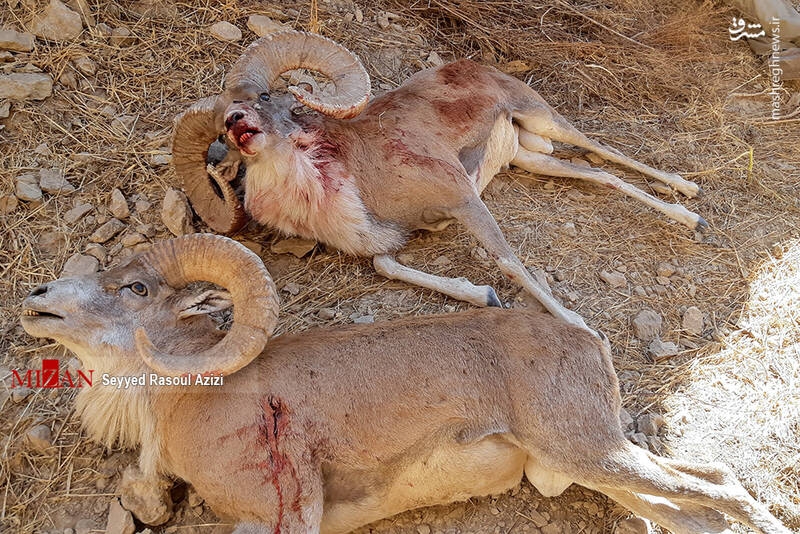 فراکسیون محیط زیست به دنبال قانونی کردن ممنوعیت ۵ ساله شکار
