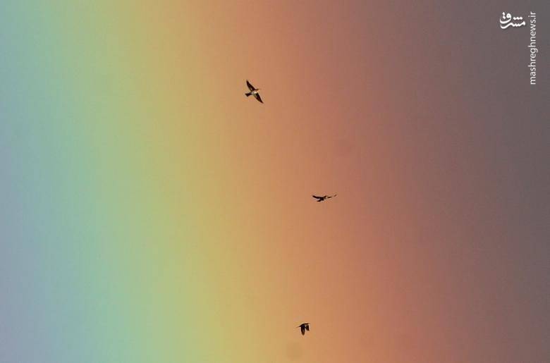 عکس/ پرواز پرندگان در میان رنگین کمان
