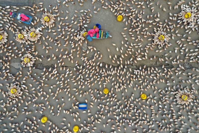 تصویر هوایی از غذاخوردن اردک‌ها