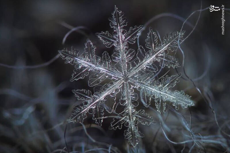 عکس/ دانه‌ برف زیر میکروسکوپ