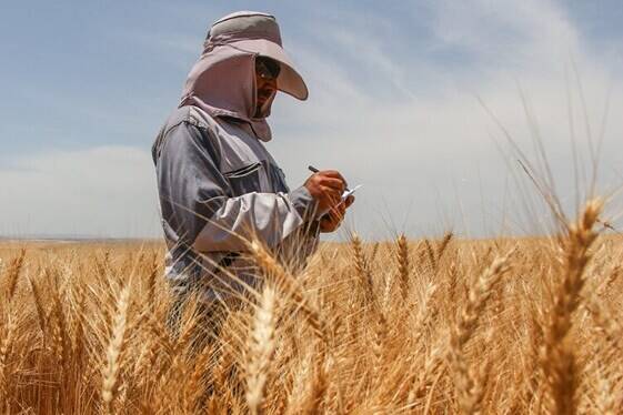 کشاورزان در تعیین قیمت گندم مشارکت می‌کنند