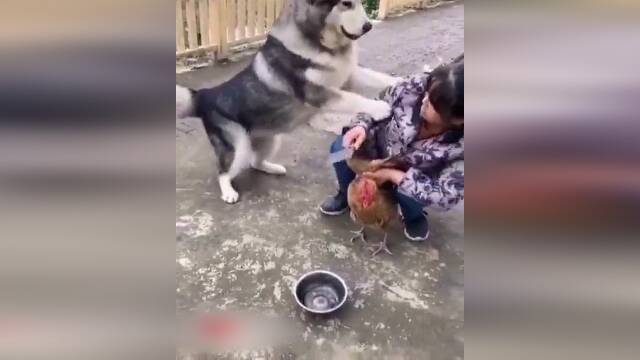 فیلم/ جلوگیری جالب یک سگ از سر بریدن مرغ