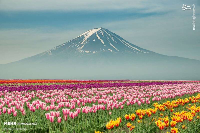 تصاویر زیبا از گل‌های بهاری در جهان