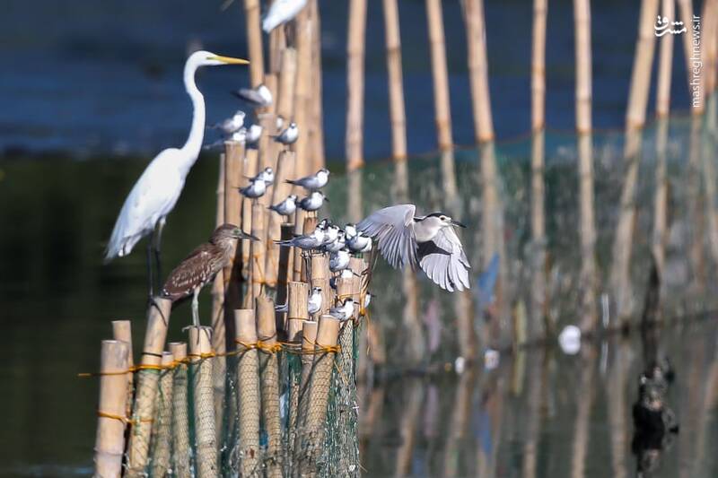 تصاویر منتخب حیات وحش هفته‎