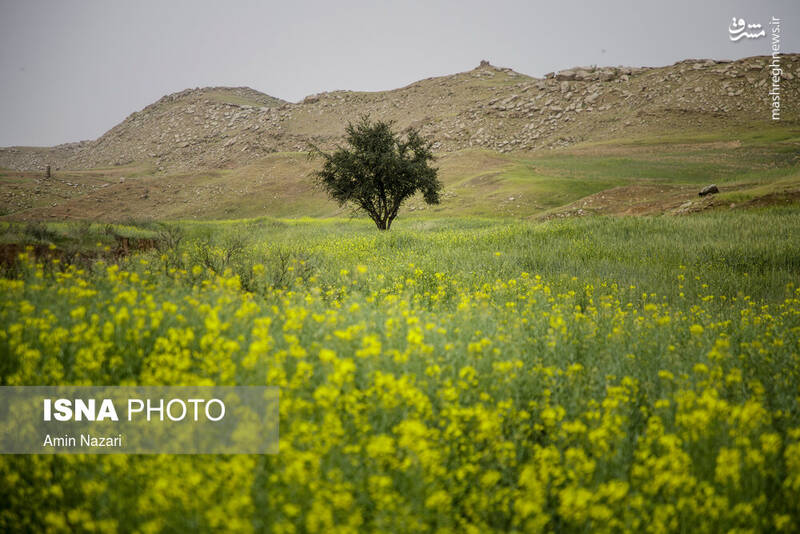 عکس/ طبیعت دیدنی «جاده میانه» دزفول