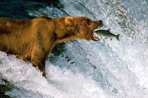 صید ماهی توسط خرس در یک ثانیه+ فیلم