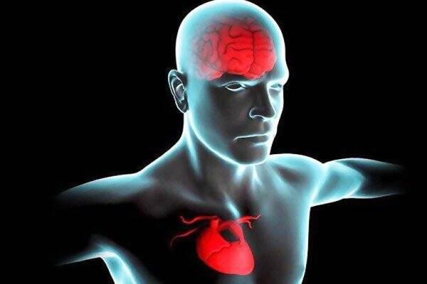 قلب سالم‌تر موجب عملکرد بهتر مغز می‌شود