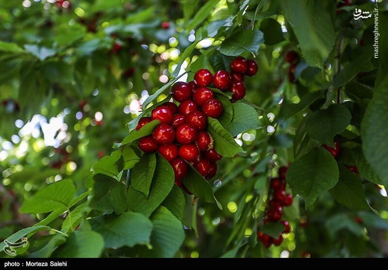 خوراکی‌هایی که مصرف آن‌ها با گیلاس خطرناک است