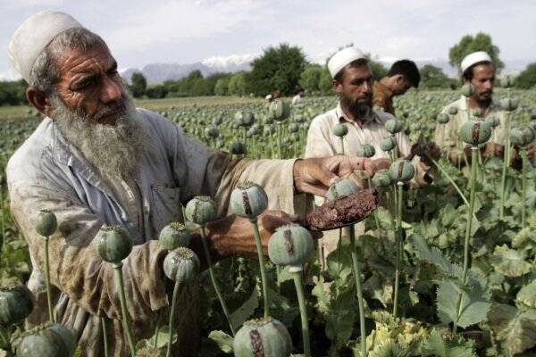 رونق عجیب آمریکا به کشت مواد مخدر در افغانستان!