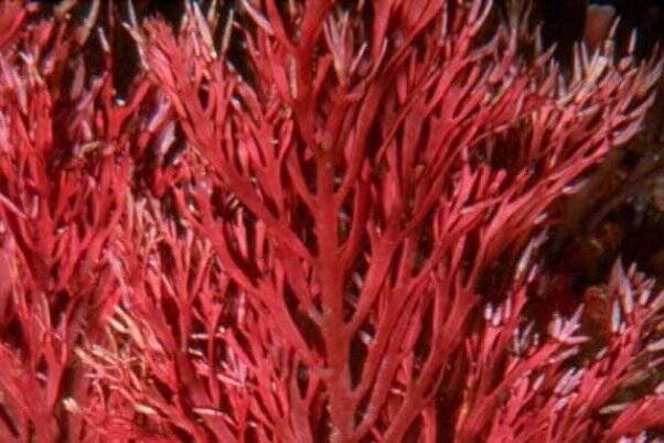 فایده جلبک دریایی قرمز در پیشگیری از سرطان روده بزرگ