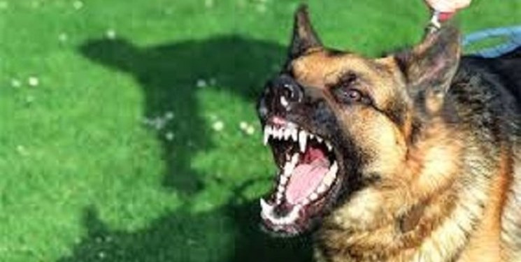 فارس من| سگ‌گردانی در محل بازی کودکان در بوستان‌ها ممنوع شد