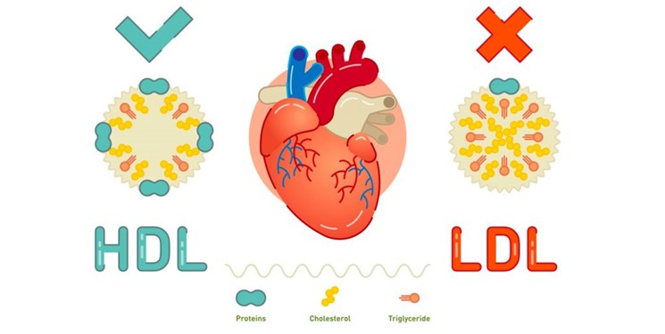 ۶ توصیه برای افزایش کلسترول خوب/ اگر HDL خونتان پایین است بخوانید