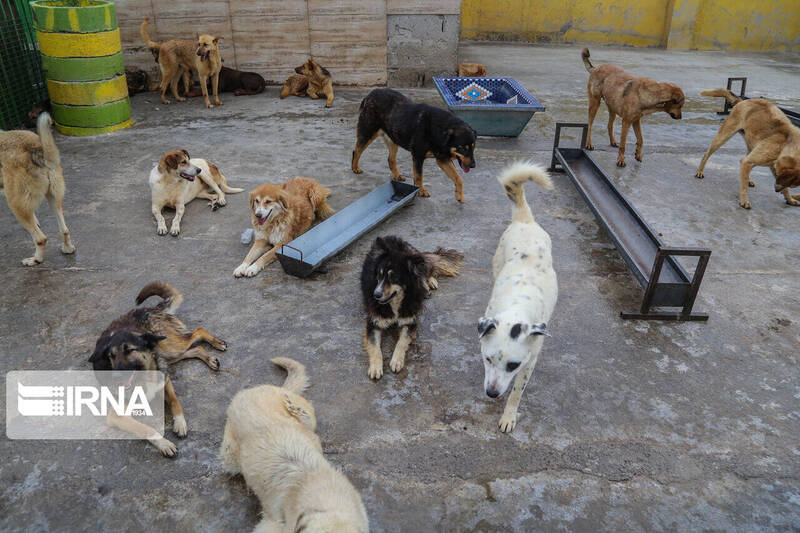 سالانه هفت هزار گاز گرفتگی سگ فقط در خوزستان