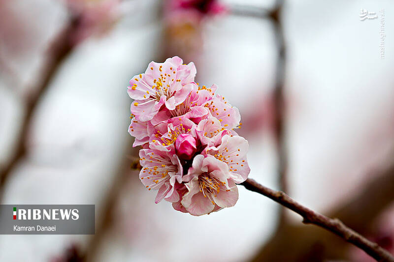 عکس/ شکوفه‌های زیبای بهاری در یزد