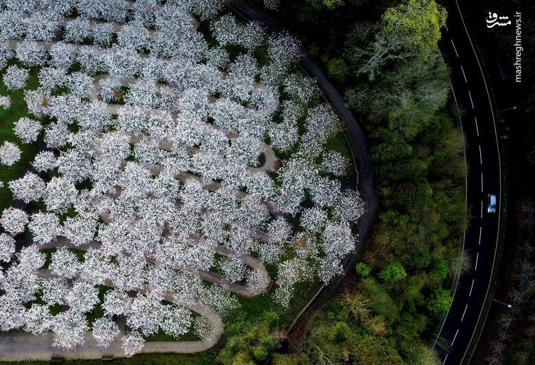 عکس/ بهار در سراسر جهان