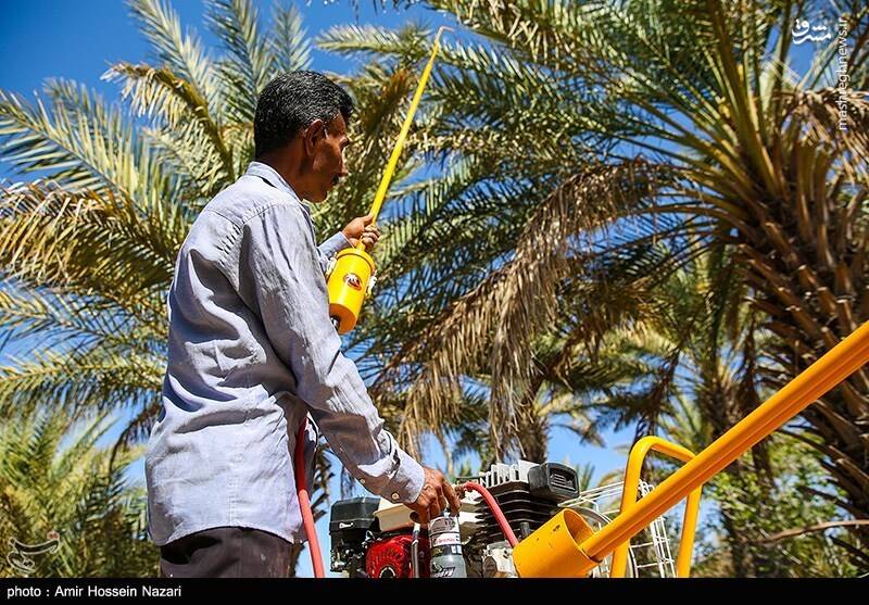 عکس/ گرده افشانی مکانیزه نخل‌ها در هرمزگان