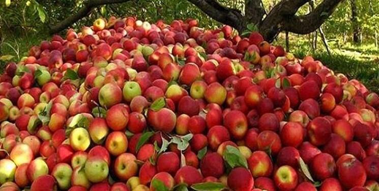 سیب ایران بازار هند را قبضه کرد