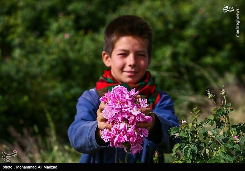 عکس/ برداشت گل محمدی در قم