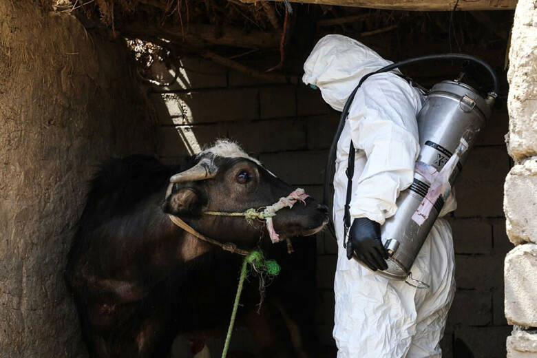 همه چیز درباره تب‌کریمه کنگو