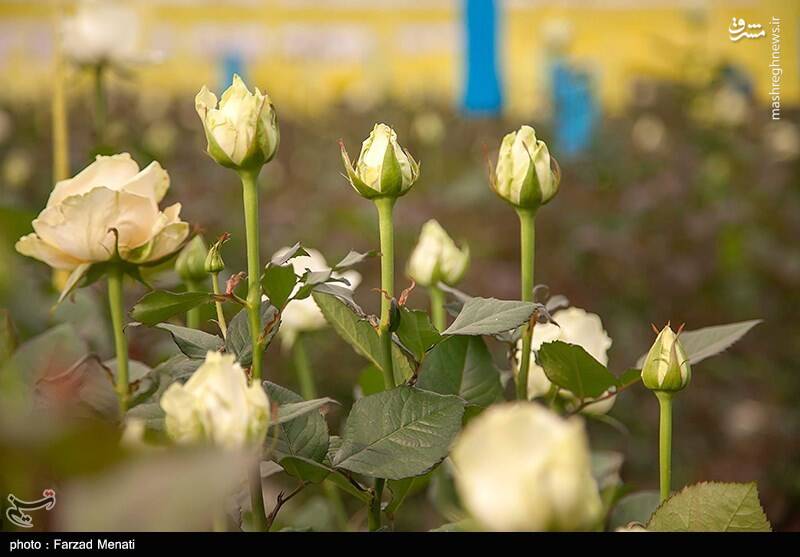 عکس/ ۲۵ خرداد روز گل و گیاه در ایران