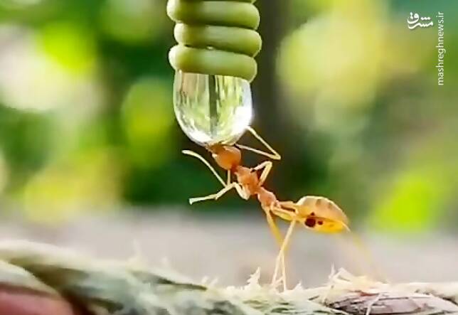 فیلم/ آب خوردن مورچه را از نزدیک ببینید