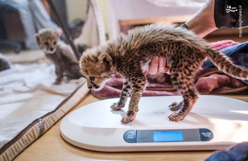 تنها توله یوز زنده مانده‌ی «ایران» صاحب نام شد+فیلم