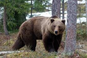 حمله خرس به چوپان ۲۲ ساله اردلی