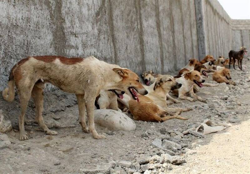 بازی با جان کودکان توسط سوسولهای فانتزی