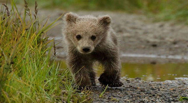 حرکات جالب یک بچه خرس برای ترسوندن فیلمبردار+ فیلم