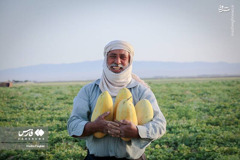 عکس/ برداشت خربزه در تربت جام