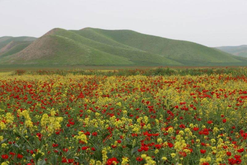 فیلم/ صحرای دیدنی ترکمن