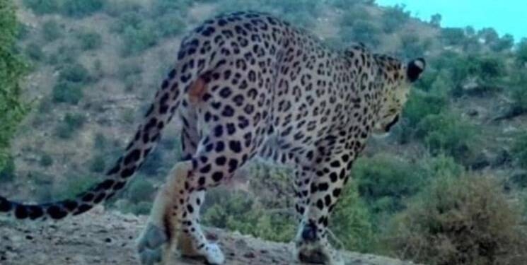 ثبت نخستین تصویر پلنگ در «ملکشاهی»