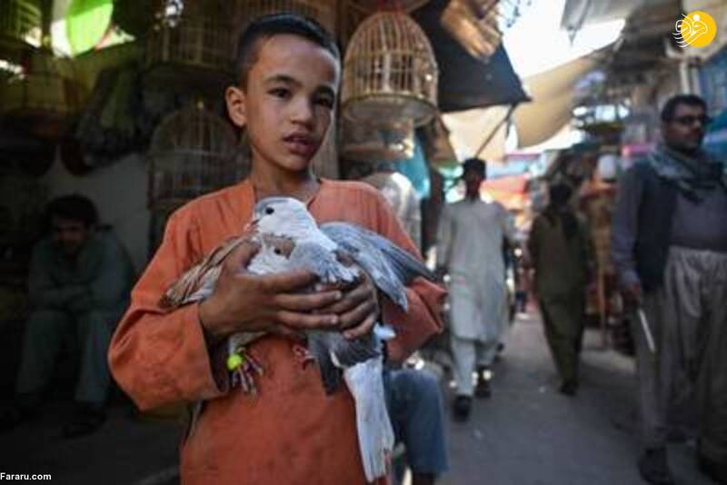 سرای معروف پرنده فروشی در کابل +عکس