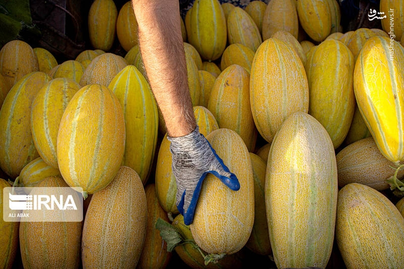 عکس/ برداشت خربزه در سرخه