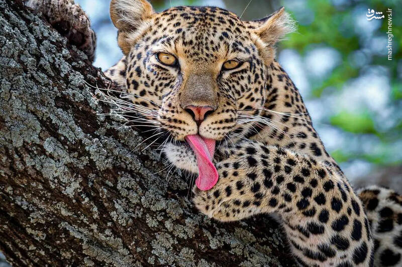 عکس/ زبان درازی پلنگ