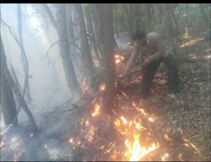 بخشی از جنگل کجور نوشهر طعمه حریق شد