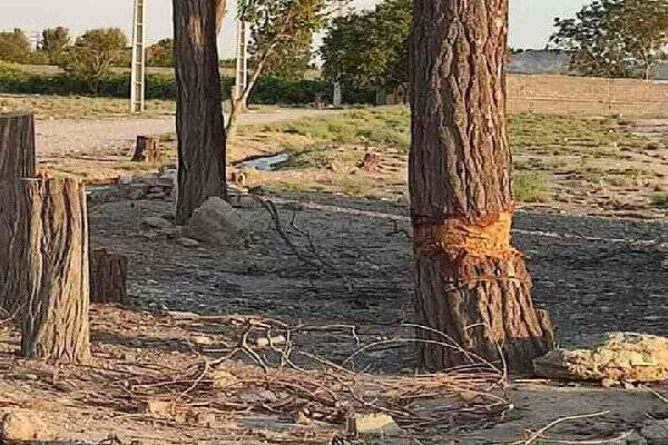 سرقت درختان تنومند در رباط کریم/۲ سارق با قطع ۲۰ درخت دستگیر شد