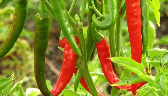 آموزش کاشت و برداشت فلفل در خانه