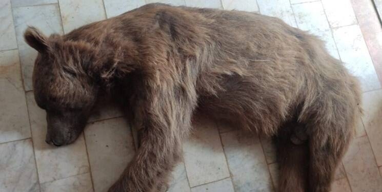 تصاویری از خرس هدف قرار گرفته در تنگ گنجه‌ای