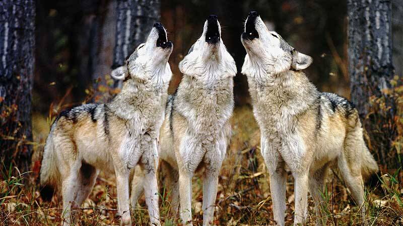 حمله خونین گرگ‌ها به ۵ نفر در خوشاب