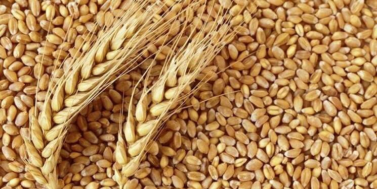 قیمت گندم امروز اعلام می شود