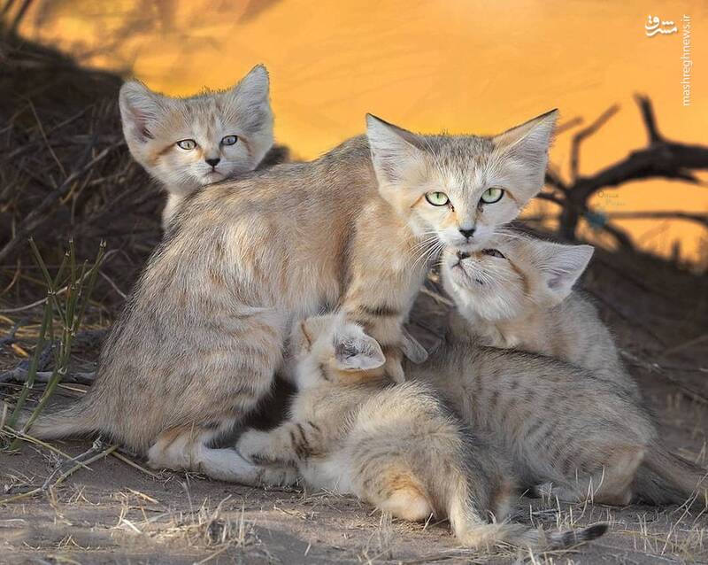 تصویری از گربه‌ی شنی و خانواده‌اش