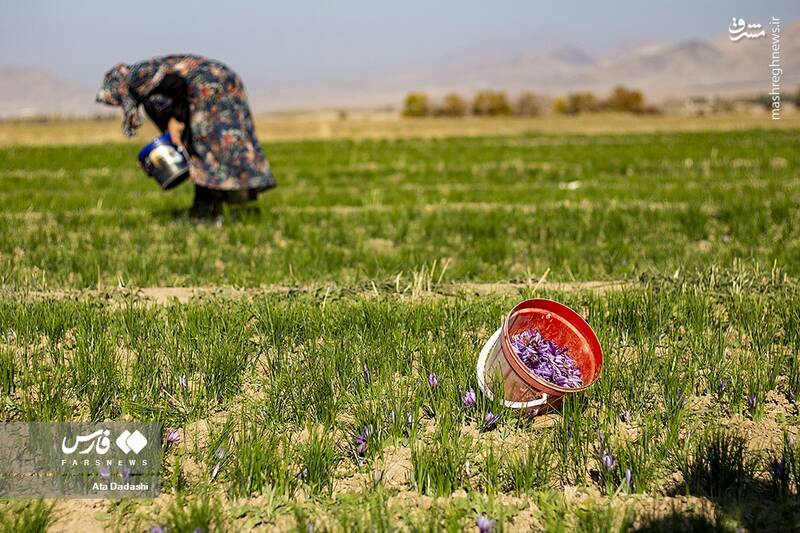 عکس/ برداشت زعفران در مرند