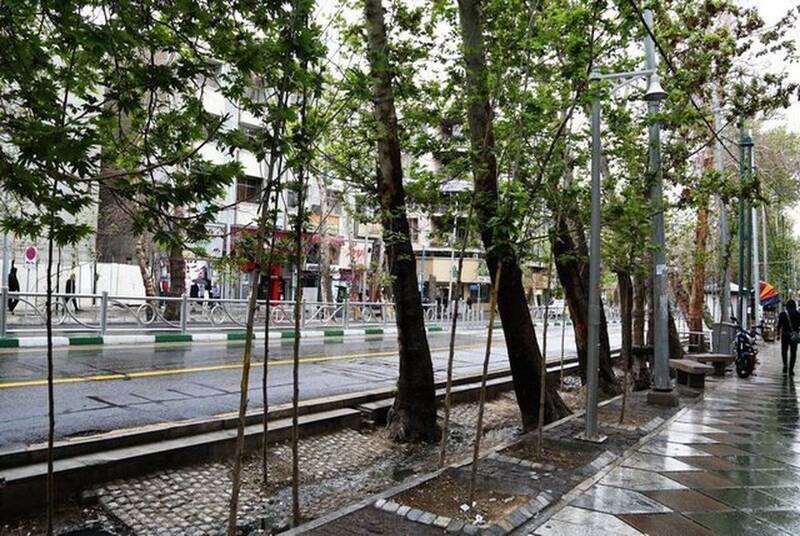 تغییرات اقلیمی و ضرورت تغییر در ترکیب درختان شهرها
