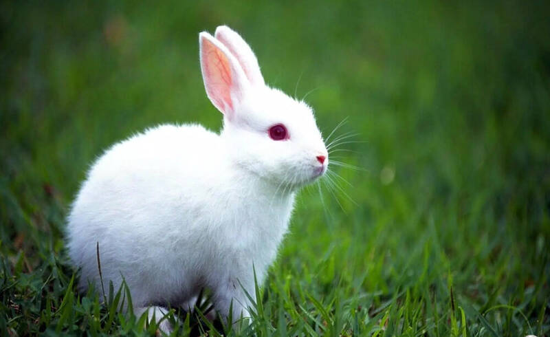 فیلم/ تاکتیک جالب یک خرگوش برای نجات هم‌نوعش