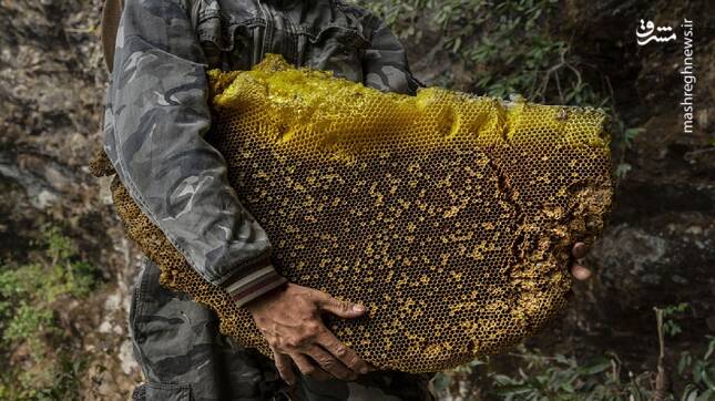 فیلم/ برداشت عسل کوهی از کندوی طبیعی زنبور