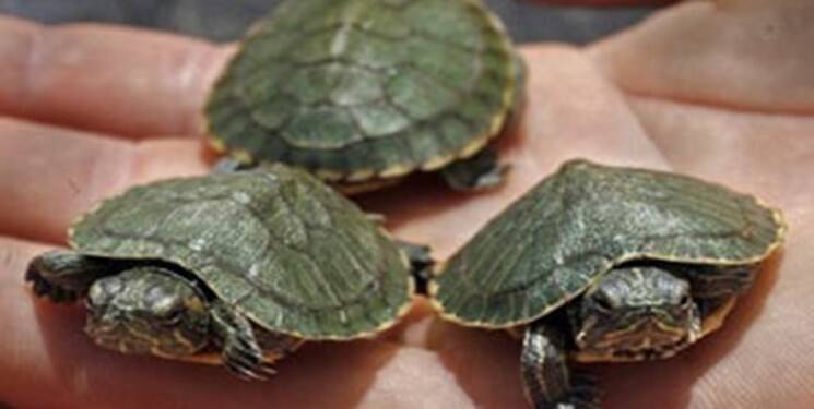 تزئین سفره با هفت سین خرچنگ و لاک‌پشت!+ عکس