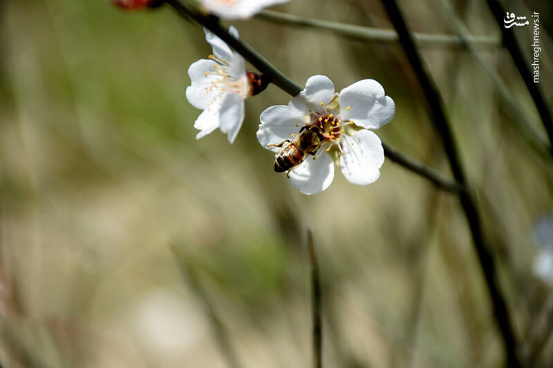 عکس/ شکوفه‌های بادامِ "رودتلخی"